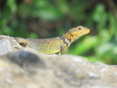 Sceloporus oberon