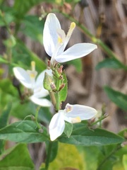 Carlowrightia