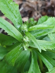 Ranunculus cassubicus
