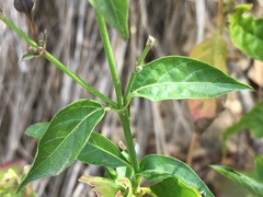 Carlowrightia