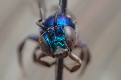 Calloceratina