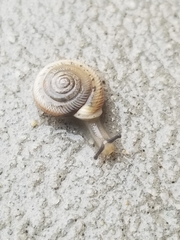Polygyrinae