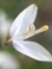 Carlowrightia