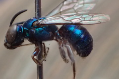 Calloceratina