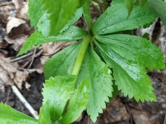 Ranunculus cassubicus