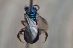 Calloceratina