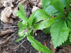 Ranunculus cassubicus