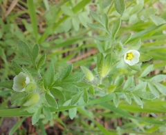 Polemonium micranthum