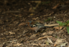 Fringilla coelebs