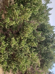 Baccharis heterophylla
