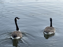 Branta canadensis