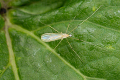 Cheilotrichia imbuta