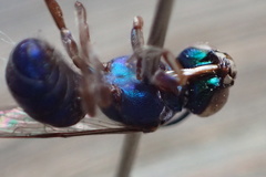 Calloceratina