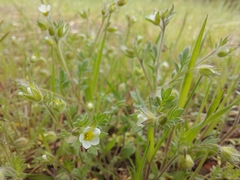 Polemonium micranthum