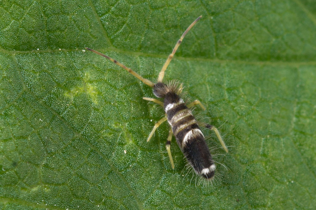 Entomobrya superba