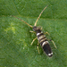 Entomobrya superba - Photo (c) Nikolai Vladimirov, μερικά δικαιώματα διατηρούνται (CC BY-NC), uploaded by Nikolai Vladimirov
