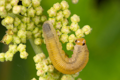 Empria pallimacula
