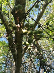 Ficus sur