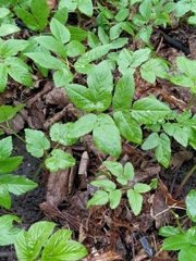 Aegopodium podagraria