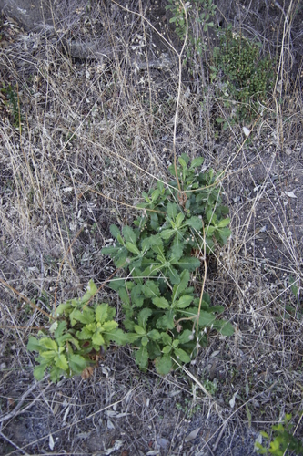 Image of Scabiosa africana by (c) Tony Rebelo, some rights reserved (CC BY-SA)