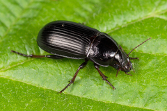 Zabrus tenebrioides