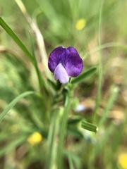 Lathyrus hirsutus