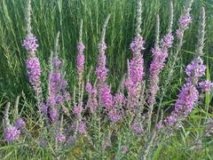 Lythrum salicaria