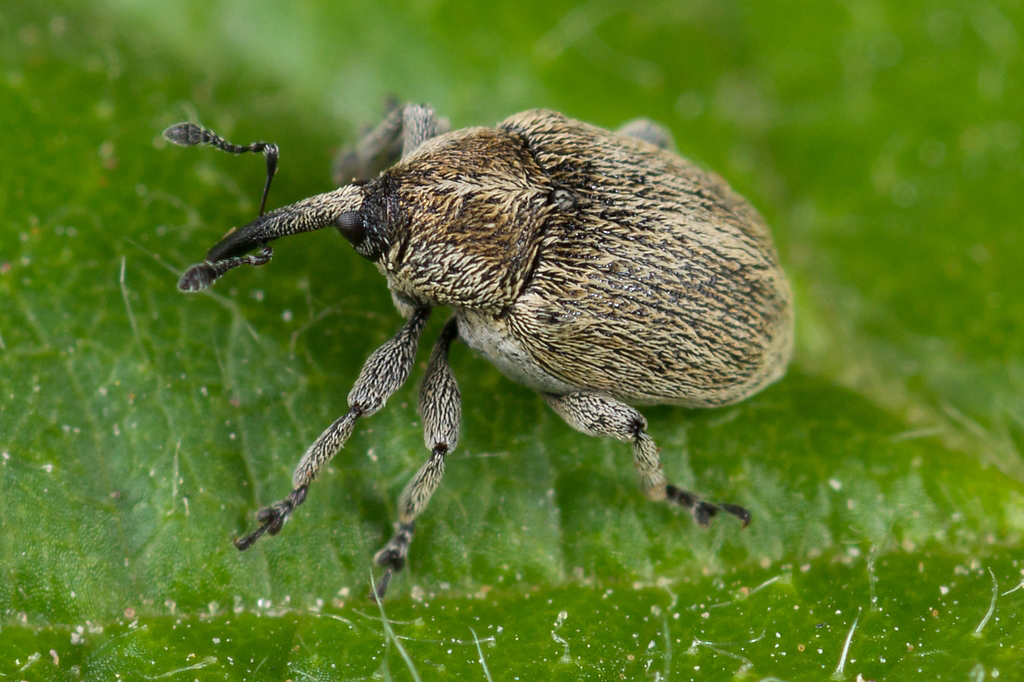 Sibinia pellucens