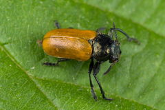 Labidostomis lepida