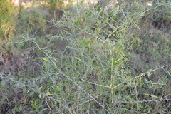 Funastrum gracile