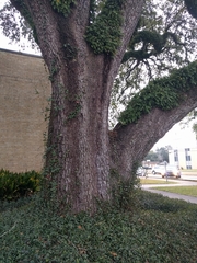 Quercus virginiana