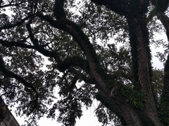 Quercus virginiana