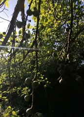 Ficus sur