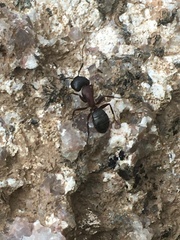 Camponotus novaeboracensis