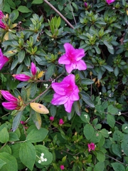 Rhododendron japonicum