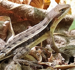 Sceloporus variabilis