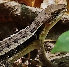 Sceloporus variabilis