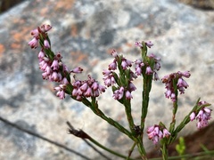 Lamprotis