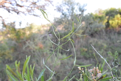 Funastrum gracile