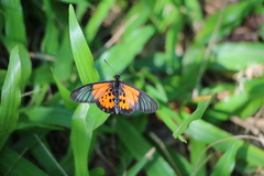 Acraea igola