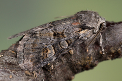 Brachylomia viminalis