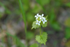Alliaria petiolata