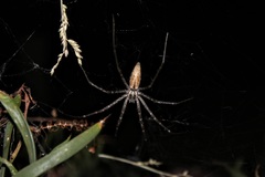 Euprosthenops australis