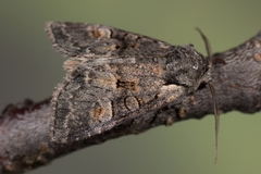 Brachylomia viminalis