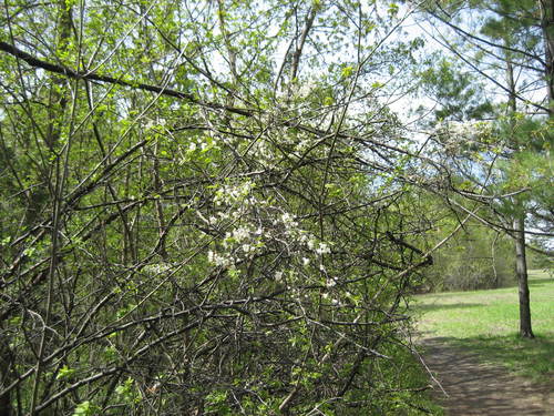 Canadian plum (Prunus nigra)