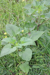Helianthus annuus