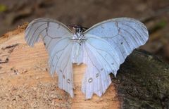 Morpho polyphemus