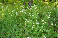 Alliaria petiolata