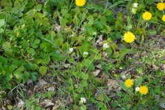Alliaria petiolata