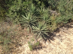 Yucca capensis